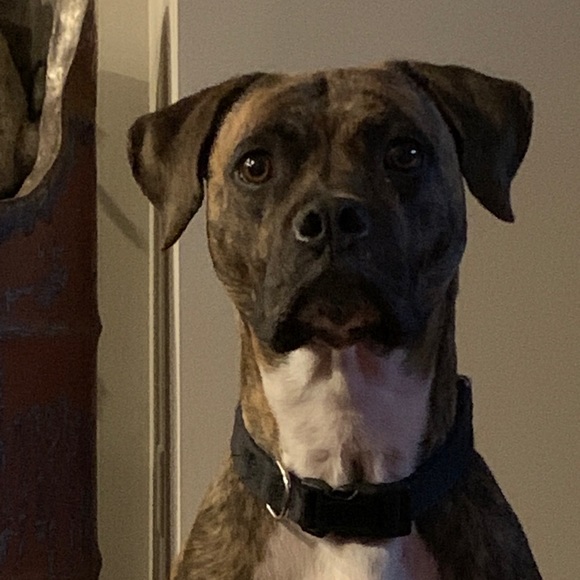 Meet your Posher, Ryan - Picture 1 of 1